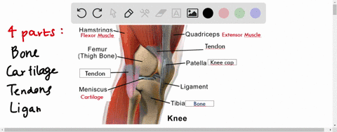 the-________and-________-systems-work-together-to-move-the-body-and-specific-body-parts