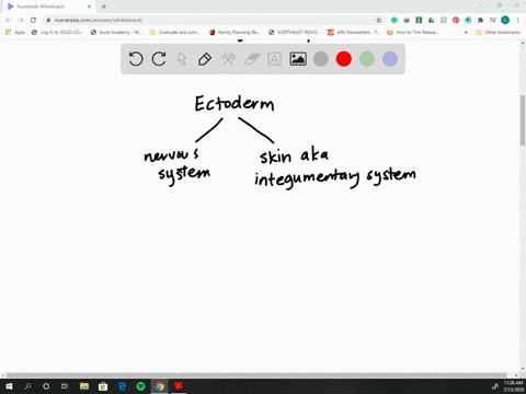 aside-from-the-nervous-system-which-other-organ-system-develops-out-of-the-ectoderm-a-digestive-b-re
