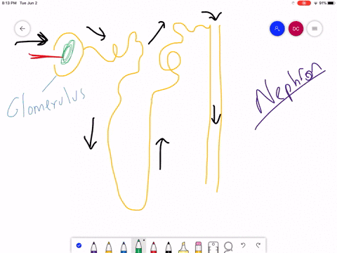 which-of-the-following-statements-about-the-nephron-is-false-a-the-collecting-duct-empties-into-the-