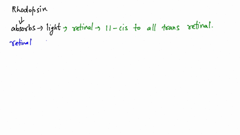 describe-the-sequence-of-events-after-rhodopsin-absorbs-light-pages-324-325
