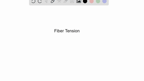 during-which-phase-of-a-twitch-in-a-muscle-fiber-is-tension-the-greatest-a-resting-phase-b-repolariz