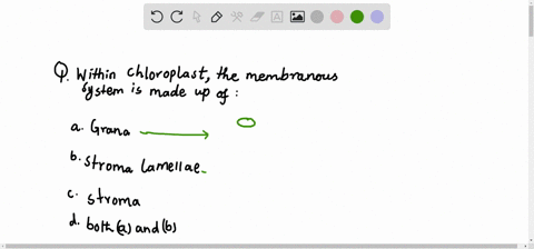 within-chloroplast-the-membranous-system-is-made-up-of-a-grana-b-stroma-lamellae-c-stroma-d-both-a-a