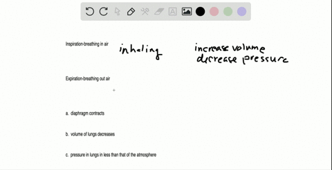 use-the-word-inspiration-or-expiration-to-describe-the-part-of-the-breathing-cycle-that-occurs-as-a-