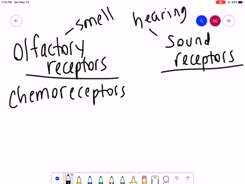both-olfactory-receptors-and-sound-receptors-a-are-chemoreceptors-d-initiate-nerve-impulses-b-are-a-