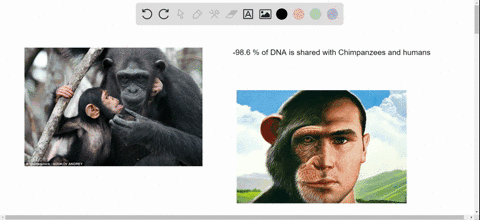 which-of-the-following-primates-is-our-closest-living-relative-a-gorilla-b-orangutan-c-chimpanzee-d-
