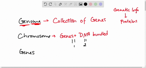 what-is-the-relationship-between-a-genome-chromosomes-and-genes
