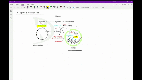what-would-be-the-consequences-to-a-cell-of-having-a-mutation-that-knocks-out-coenzyme-a-synthesis