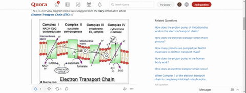 why-is-it-necessary-to-have-mobile-electron-carriers-as-part-of-the-electron-transport-chain-3