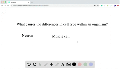 muscle-cells-differ-from-nerve-cells-mainly-because-they-beginequation-beginarrayltext-a-express-dif