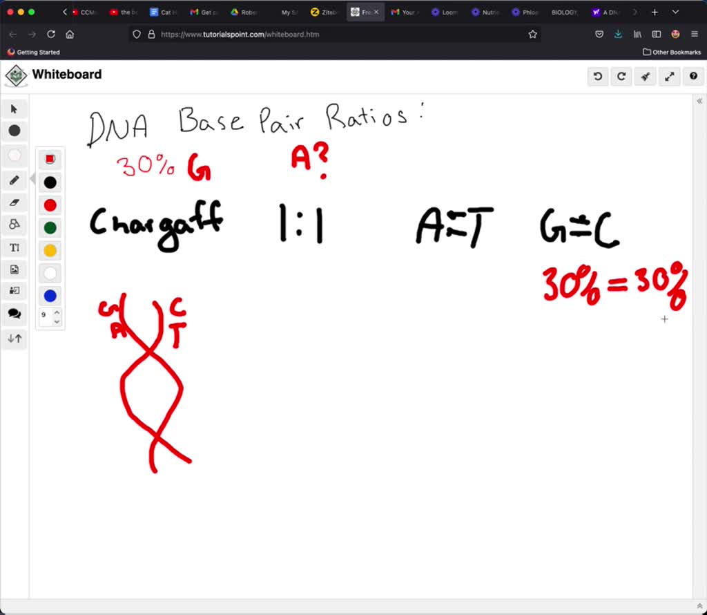 solved-a-dna-molecule-contains-30-g-what-percentage-of-its-bases-are