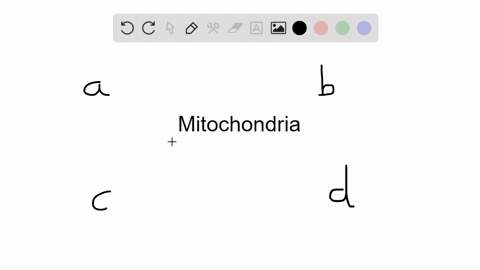 mitochondria-are-most-likely-descendants-of-___-a-archaea-c-cyanobacteria-b-aerobic-bacteria-d-anaer