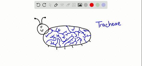 in-insects-what-is-the-adaptive-significance-of-spiracles-a-they-dilate-and-constrict-during-flight-