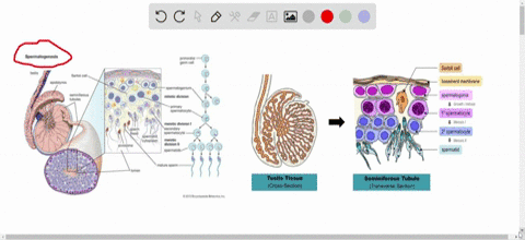 sperm-are-produced-in-the-________-a-scrotum-b-seminal-vesicles-c-seminiferous-tubules-d-prostate-gl