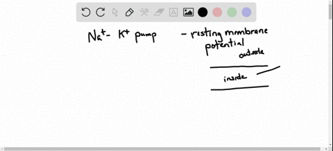 comment-on-the-role-of-the-sodium-potassium-pump-in-maintaining-a-cells-resting-membrane-potential