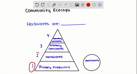 herbivores-are-a-primary-consumers-c-parasites-b-secondary-consumers-d-detritivores
