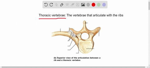 the-vertebrae-that-articulate-with-the-ribs-are-the-a-lumbar-vertebrae-b-sacral-vertebrae-c-thorac-2