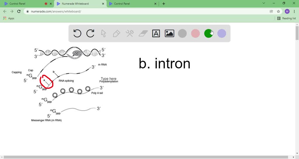 solved-what-does-b-represent-in-the-figure-a-extron-b-intron-c