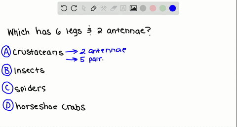 which-group-has-six-legs-and-two-antennae-a-crustaceans-b-insects-c-spiders-d-horseshoe-crabs