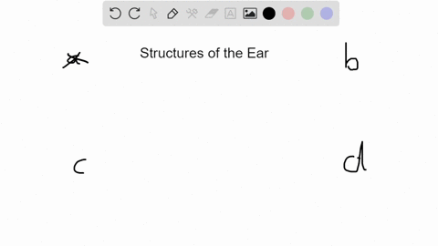 which-of-the-following-features-do-the-cochlea-and-the-semicircular-canals-not-have-in-common-a-loca