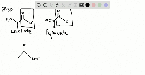 lactate-a-product-of-glucose-catabolism-in-oxygen-starved-muscles-can-be-converted-into-pyruvate-by-