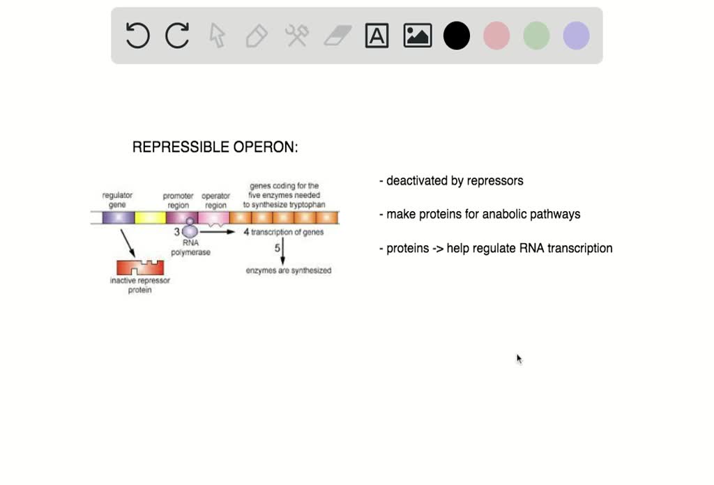 SOLVEDRepressible operons are important in regulating prokaryotic . a