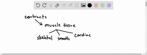 tissue-that-contracts-and-is-striated-and-involuntary-would-most-likely-be-found-in-a-the-leg-b-th-2