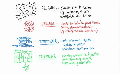 which-of-the-following-statements-about-types-of-epithelial-cells-is-false-a-simple-columnar-epithel