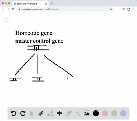 a-mutation-in-a-single-gene-may-cause-a-major-change-in-the-body-of-a-fruit-fly-such-as-an-extra-p-2