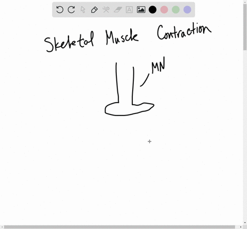 skeletal-muscles-contract-in-response-to-_____-a-acetylcholine-ach-b-dopamine-c-serotonin-d-endorphi