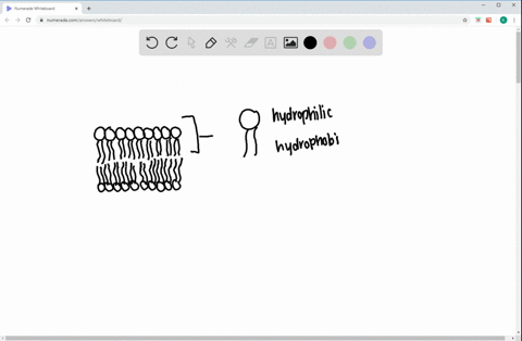 why-is-it-difficult-for-ions-to-diffuse-across-cell-membranes-2