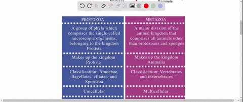 what-are-the-two-subkingdoms-of-animals-how-do-they-differ-in-terms-of-symmetry-and-body-organizatio