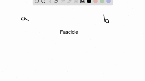 a-fascicle-is-a-a-muscle-b-bundle-of-muscle-fibers-enclosed-by-a-connective-tissue-sheath-c-bundle-o