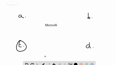microvilli-________-a-increase-the-surface-area-of-the-stomach-b-are-the-main-type-of-cell-in-the-li