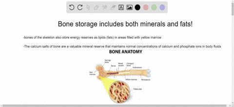indicate-whether-the-statement-is-true-t-or-false-f-bones-store-minerals-and-fat-_______