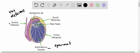 the-seminiferous-tubules-a-are-the-site-of-spermatogenesis-b-produce-most-of-the-seminal-fluid-c-e-5