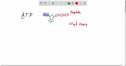 in-biological-systems-atp-functions-by-a-providing-the-energy-to-drive-endergonic-reactions-b-acting