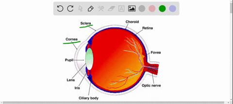 the-layer-of-the-eye-that-includes-the-whites-and-the-cornea-is-the-______-a-retina-b-sclera-c-inner