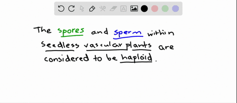 true-or-false-both-spores-and-sperm-of-a-seedless-vascular-plant-are-haploid