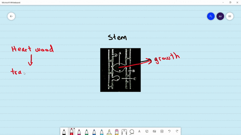 identify-the-given-figure-and-select-the-correq-a-b-and-ca-quad-b-quad-c-a-callose-xylem-parenchyma-