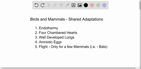 how-do-mammals-differ-from-birds-and-what-adaptations-do-they-share