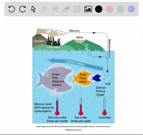as-a-result-of-______-an-old-animal-usually-has-more-pollutants-in-its-body-than-a-young-one-a-bioac