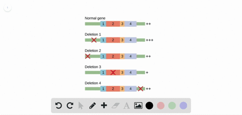 the-level-of-transcription-of-a-gene-is-tested-by-creating-deletions-in-the-gene-as-shown-in-the-ill