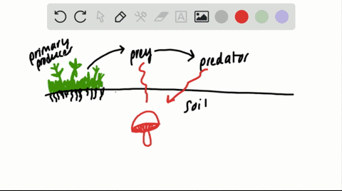 why-are-fungi-important-decomposers-a-they-produce-many-spores-b-they-can-grow-in-many-different-env