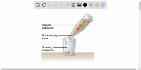 write-a-paragraph-that-explains-why-a-genetic-bottleneck-can-be-an-important-evolutionary-factor-for