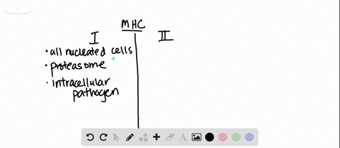 mhc-i-molecules-present-a-processed-foreign-antigens-from-proteasomes-b-processed-self-antigens-from