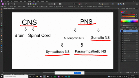 how-do-the-cns-and-pns-differ-2