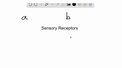 identify-the-type-of-sensory-receptor-that-matches-the-description-some-answers-may-be-used-more-t-3