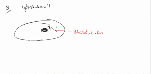 which-of-the-following-is-not-part-of-the-cytoskeleton-a-pseudopodium-b-intermediate-filament-c-micr