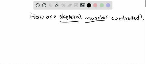 skeletal-muscles-are-controlled-by-______________-a-sympathetic-nerves-b-parasympathetic-nerves-c-so