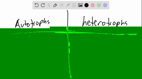 compare-and-contrast-the-way-in-which-plants-and-animals-obtain-energy